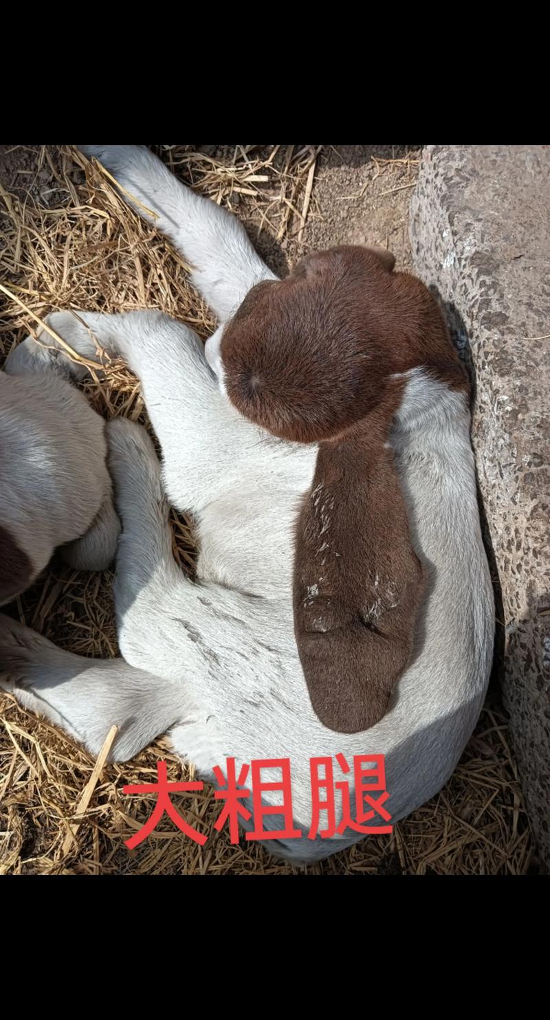 波山羊养殖技术视频怎么学才有效?-图3 波山羊养殖技术视频怎么学才有效?-图3