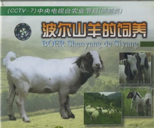 波山羊养殖技术视频怎么学才有效?-图1 波山羊养殖技术视频怎么学才有效?-图1