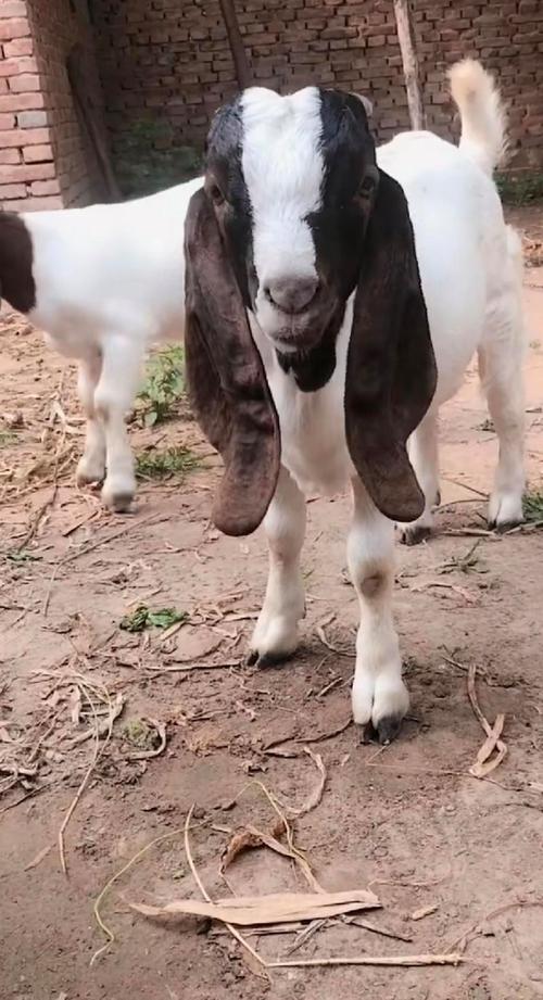 山东波尔山羊种公羊价格多少钱一只?-图1 山东波尔山羊种公羊价格多少钱一只?-图1