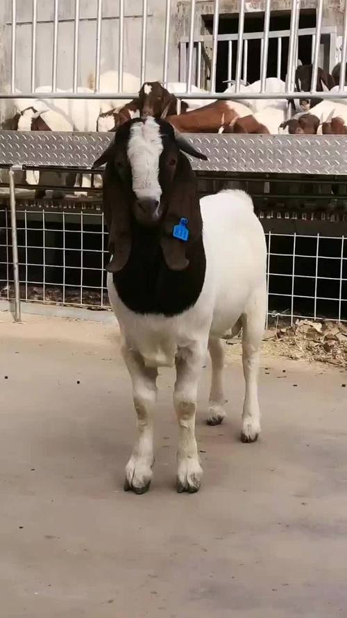 山东波尔山羊种公羊价格多少钱一只?-图2 山东波尔山羊种公羊价格多少钱一只?-图2