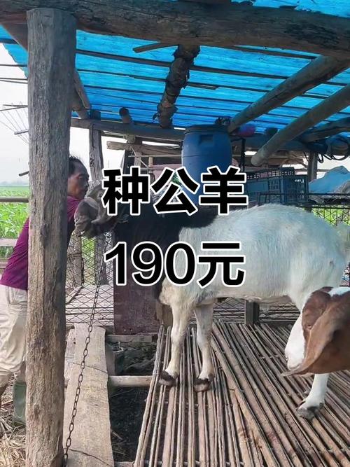 山东波尔山羊种公羊价格多少钱一只?-图3 山东波尔山羊种公羊价格多少钱一只?-图3