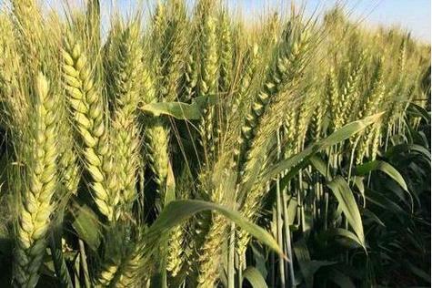 新麦36号小麦品种有哪些特点与优势?-图1 新麦36号小麦品种有哪些特点与优势?-图1