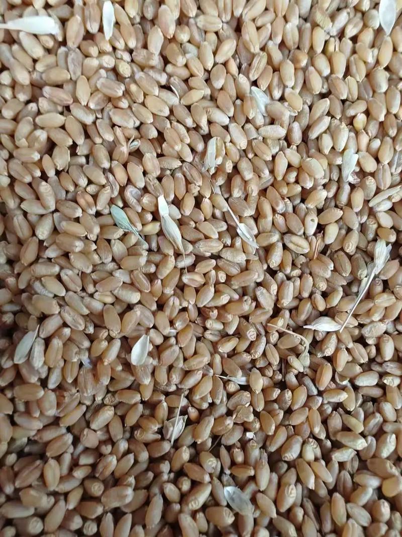 新麦36号小麦品种有哪些特点与优势？-图3