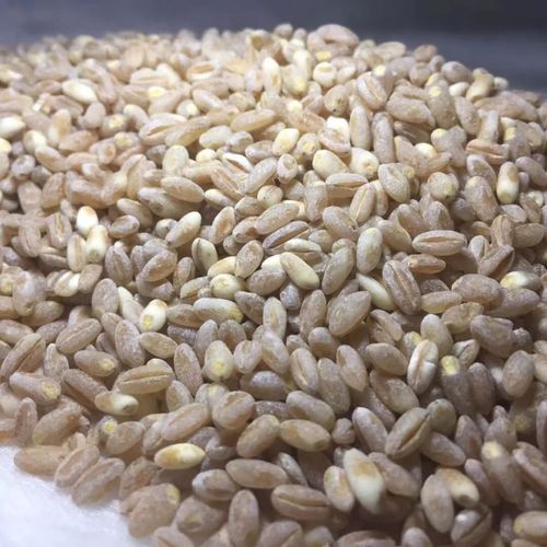 新麦36号小麦品种有哪些特点与优势?-图2 新麦36号小麦品种有哪些特点与优势?-图2