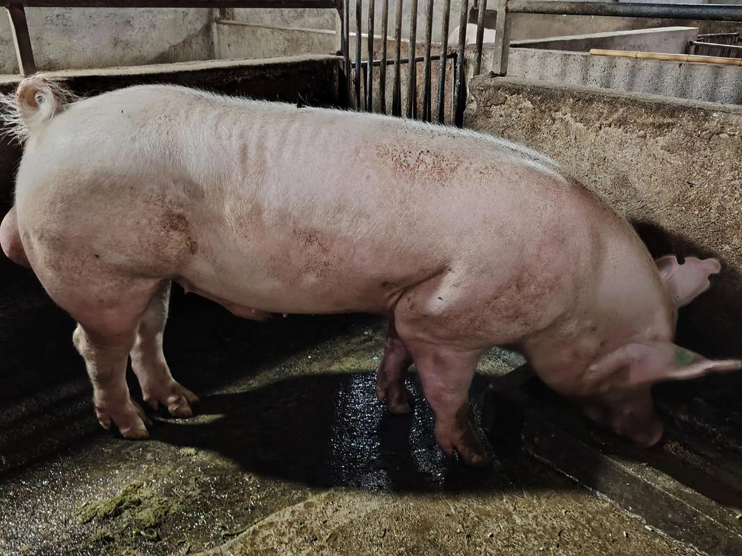 大花白猪品种有哪些?-图2 大花白猪品种有哪些?-图2