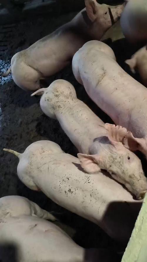 大花白猪品种有哪些?-图3 大花白猪品种有哪些?-图3