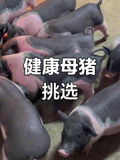 大花白猪品种有哪些?-图1 大花白猪品种有哪些?-图1