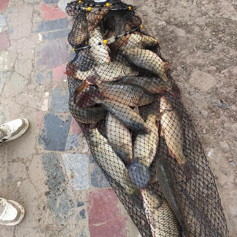 营口鲤鱼2025价格表最新行情如何?-图3 营口鲤鱼2025价格表最新行情如何?-图3