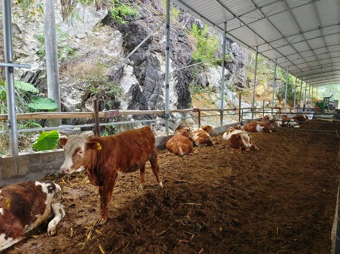 发酵床养牛技术视频有哪些要点?-图1 发酵床养牛技术视频有哪些要点?-图1