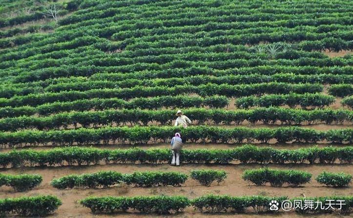 现代茶叶种植技术具体指哪些核心方法?-图2 现代茶叶种植技术具体指哪些核心方法?-图2