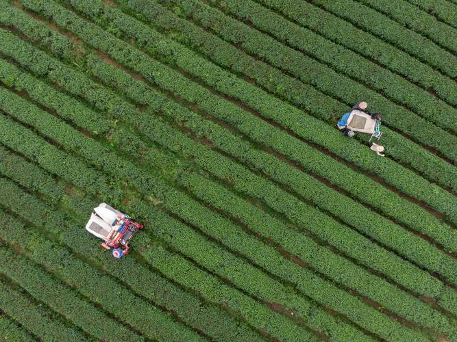 现代茶叶种植技术具体指哪些核心方法?-图1 现代茶叶种植技术具体指哪些核心方法?-图1