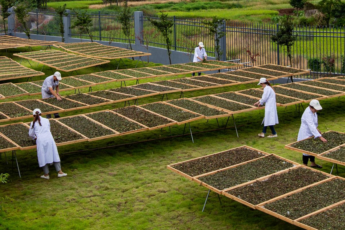 现代茶叶种植技术具体指哪些核心方法？-图3