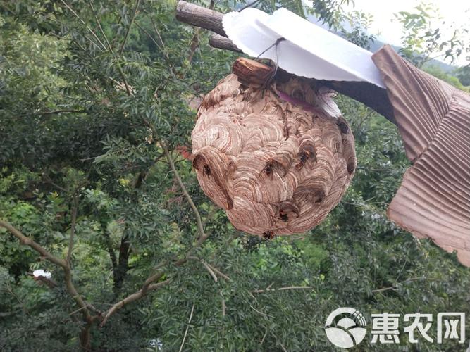 湖南哪里能学到马蜂养殖技术?-图2 湖南哪里能学到马蜂养殖技术?-图2