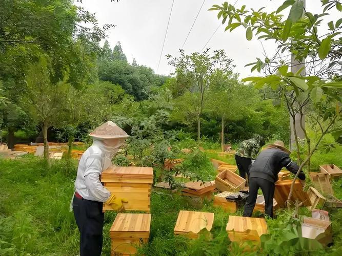 湖南哪里能学到马蜂养殖技术？-图3