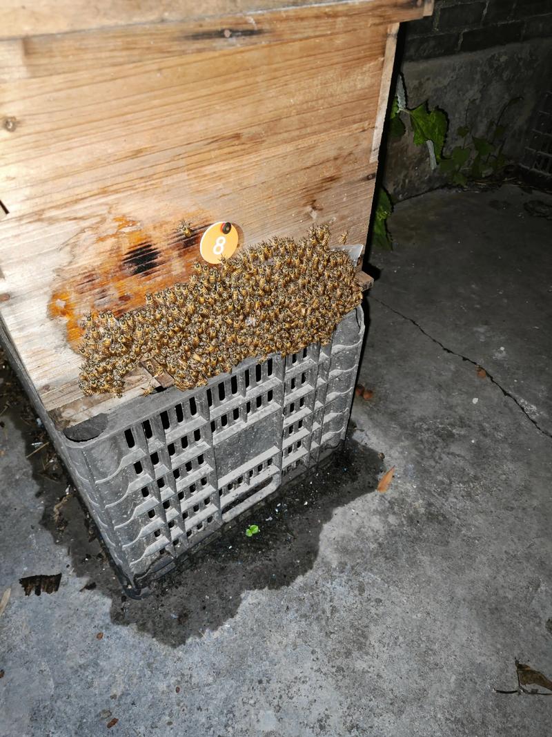 湖南哪里能学到马蜂养殖技术?-图1 湖南哪里能学到马蜂养殖技术?-图1