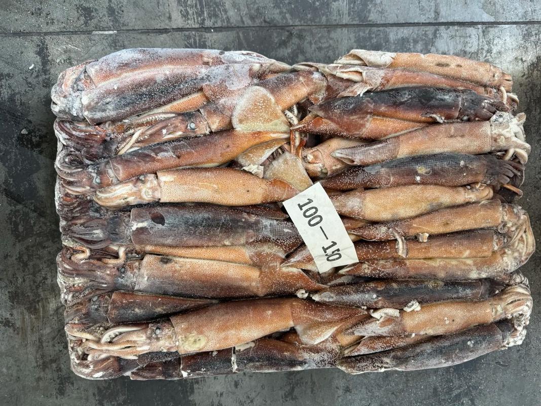 2025年阿根廷鱿鱼价格会涨还是跌?-图1 2025年阿根廷鱿鱼价格会涨还是跌?-图1