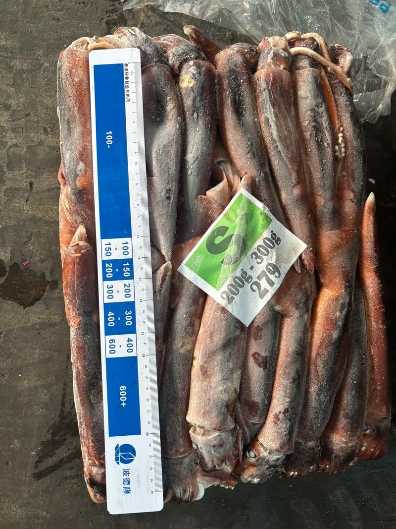 2025年阿根廷鱿鱼价格会涨还是跌?-图3 2025年阿根廷鱿鱼价格会涨还是跌?-图3