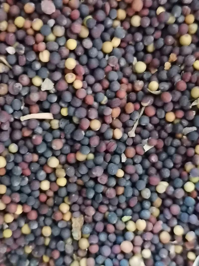 2025湖北油菜籽价格会涨还是跌?-图3 2025湖北油菜籽价格会涨还是跌?-图3