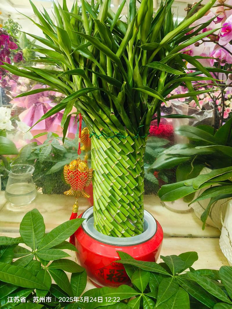 富贵竹品种有哪些?看图识花全在这!-图1 富贵竹品种有哪些?看图识花全在这!-图1