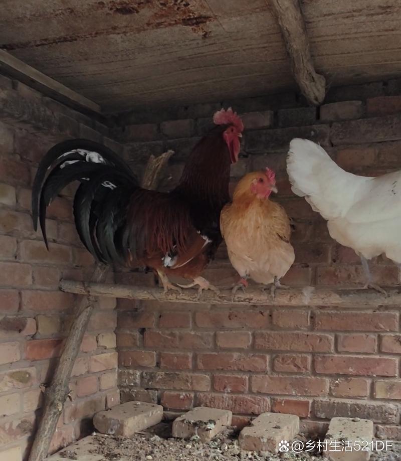 陕西土鸡好品种有哪些？-图3