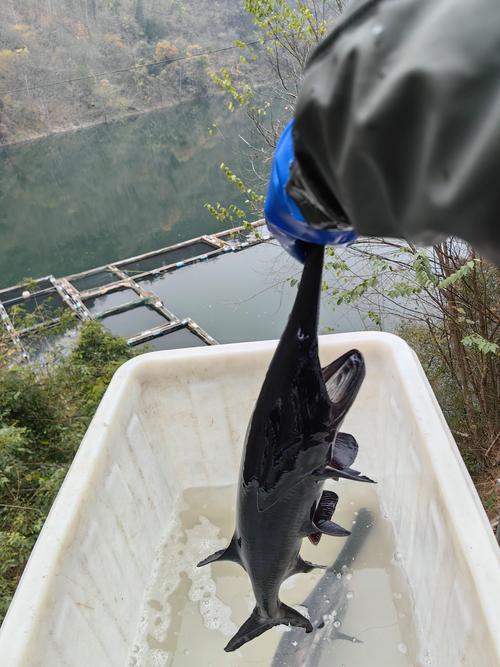 什么品种鸭嘴鱼游动性强？-图2