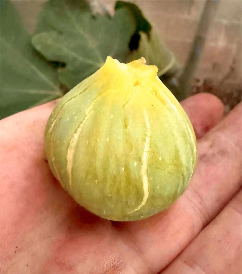 耐涝耐寒的无花果品种有哪些？-图3