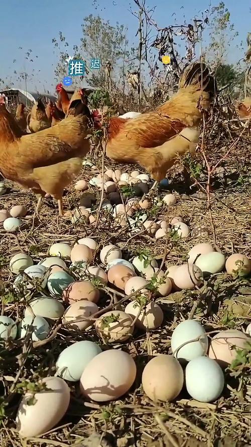 乡下养的土鸡是什么品种-图1