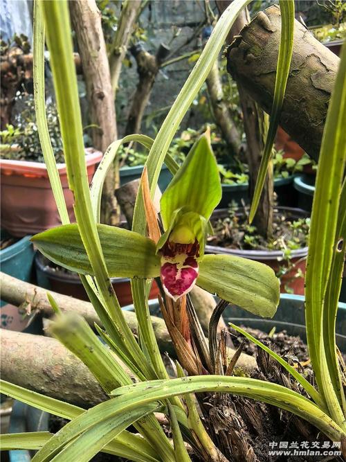 最耐寒蕙兰品种有哪些?-图3 最耐寒蕙兰品种有哪些?-图3