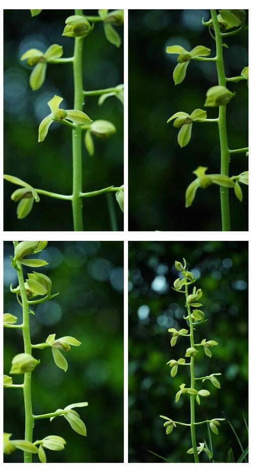 最耐寒蕙兰品种有哪些?-图1 最耐寒蕙兰品种有哪些?-图1