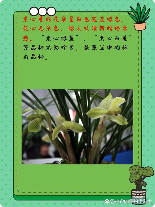 最耐寒蕙兰品种有哪些？-图2