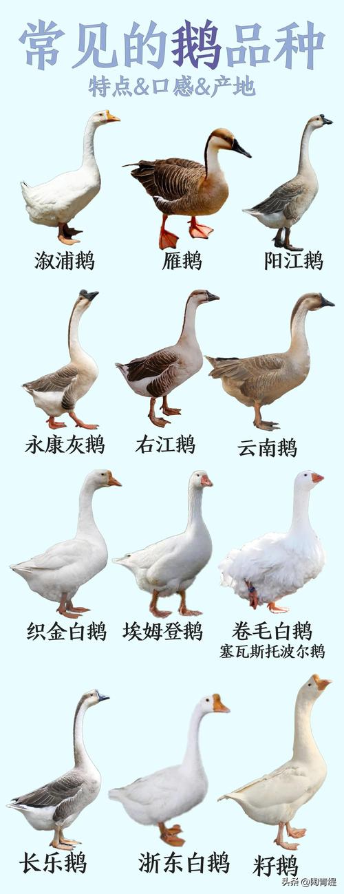 鹅有哪些品种?图片怎么区分?-图2 鹅有哪些品种?图片怎么区分?-图2