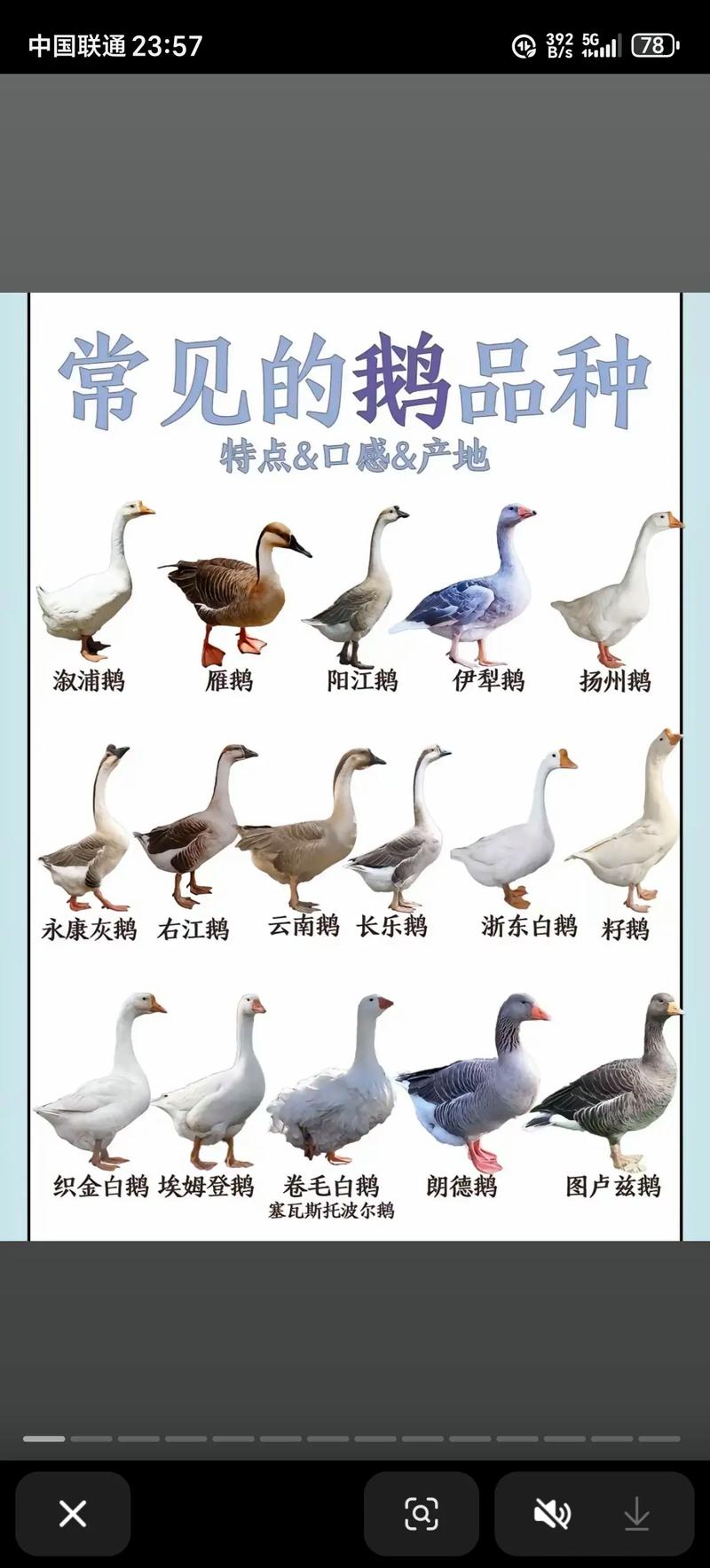 鹅有哪些品种?图片怎么区分?-图1 鹅有哪些品种?图片怎么区分?-图1