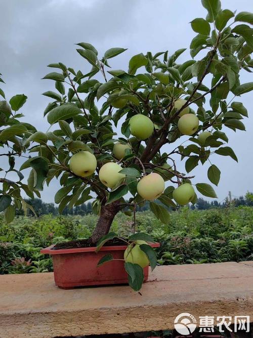 盆景苹果栽培视频教啥关键技术?-图2 盆景苹果栽培视频教啥关键技术?-图2