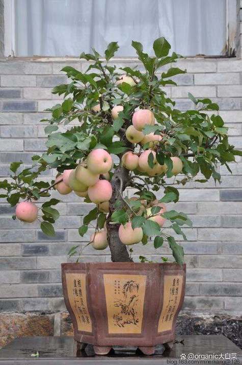 盆景苹果栽培视频教啥关键技术?-图1 盆景苹果栽培视频教啥关键技术?-图1