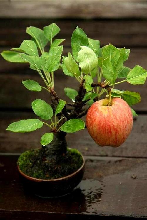 盆景苹果栽培视频教啥关键技术?-图3 盆景苹果栽培视频教啥关键技术?-图3