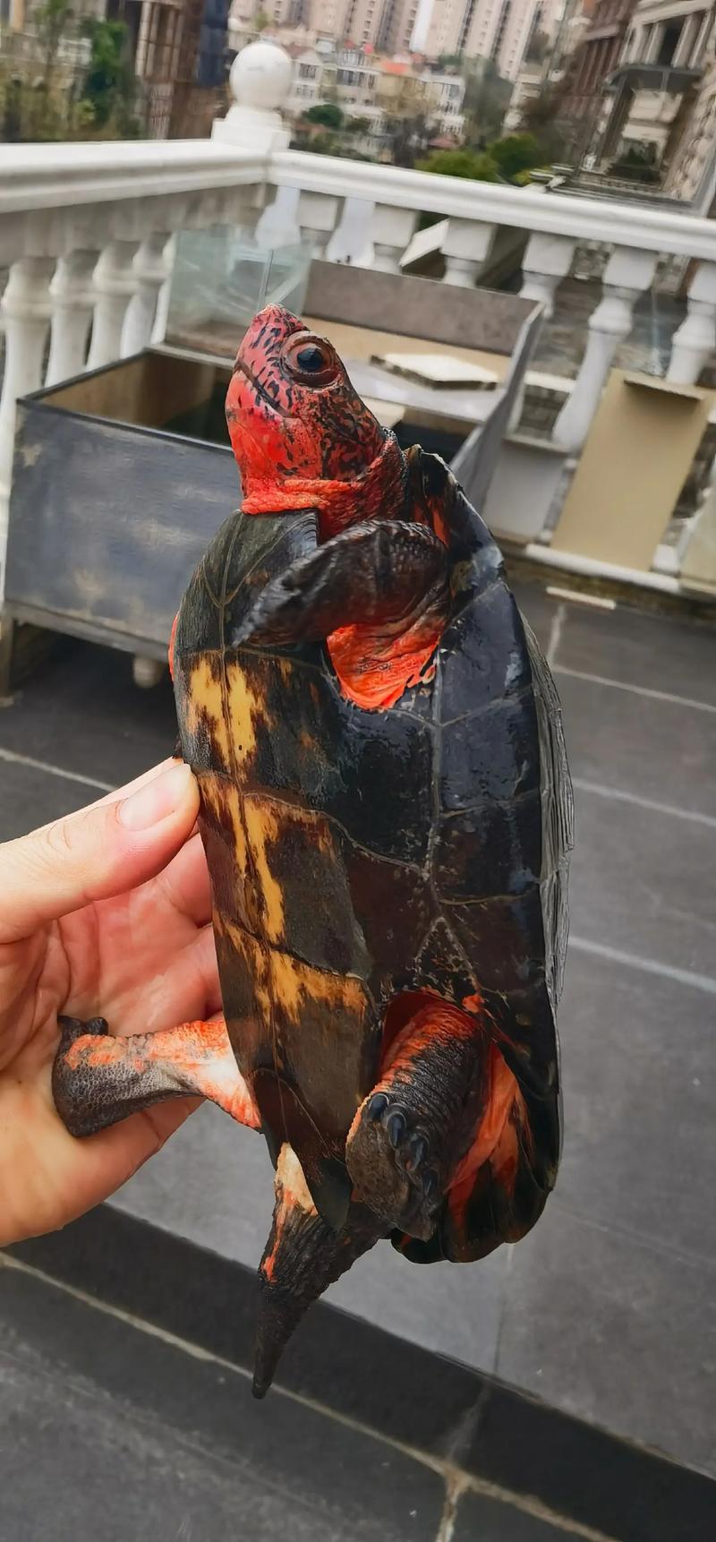 黑颈龟2025价格图片?真实行情如何?-图2 黑颈龟2025价格图片?真实行情如何?-图2