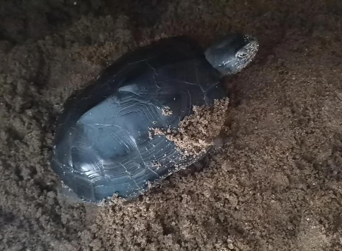 黑颈龟2025价格图片?真实行情如何?-图3 黑颈龟2025价格图片?真实行情如何?-图3