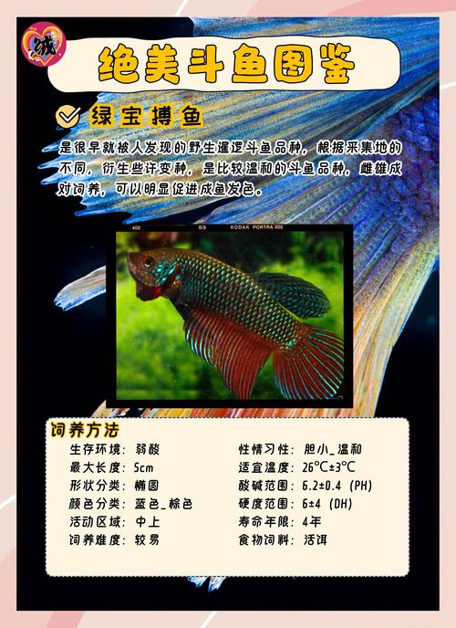 哪种斗鱼最适合新手饲养?-图1 哪种斗鱼最适合新手饲养?-图1