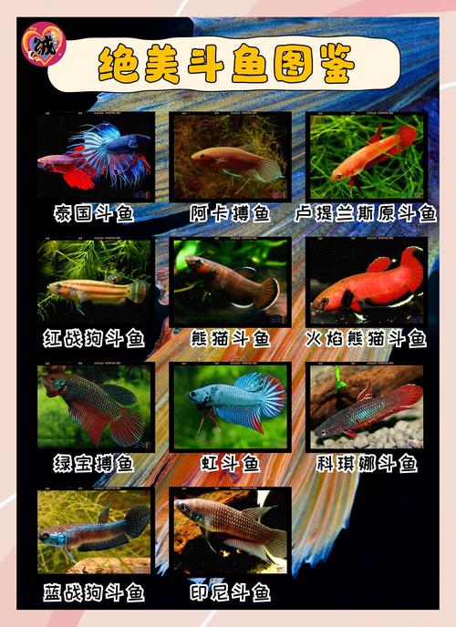 哪种斗鱼最适合新手饲养?-图2 哪种斗鱼最适合新手饲养?-图2