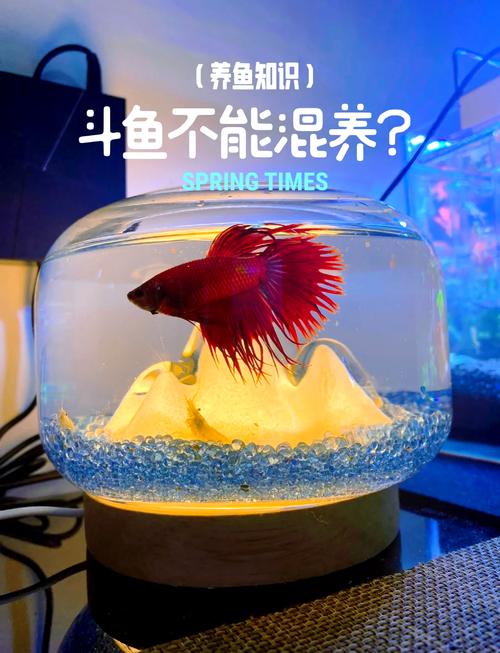 哪种斗鱼最适合新手饲养?-图3 哪种斗鱼最适合新手饲养?-图3