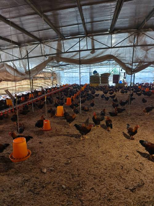 大棚鸡养殖技术视频有哪些关键要点?-图2 大棚鸡养殖技术视频有哪些关键要点?-图2