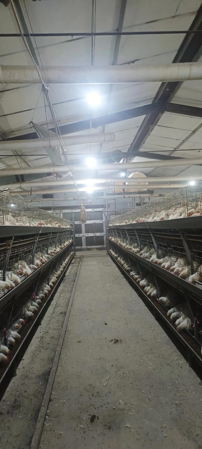 大棚鸡养殖技术视频有哪些关键要点?-图1 大棚鸡养殖技术视频有哪些关键要点?-图1