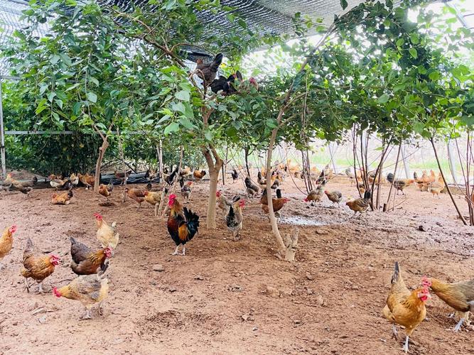 大棚鸡养殖技术视频有哪些关键要点?-图3 大棚鸡养殖技术视频有哪些关键要点?-图3