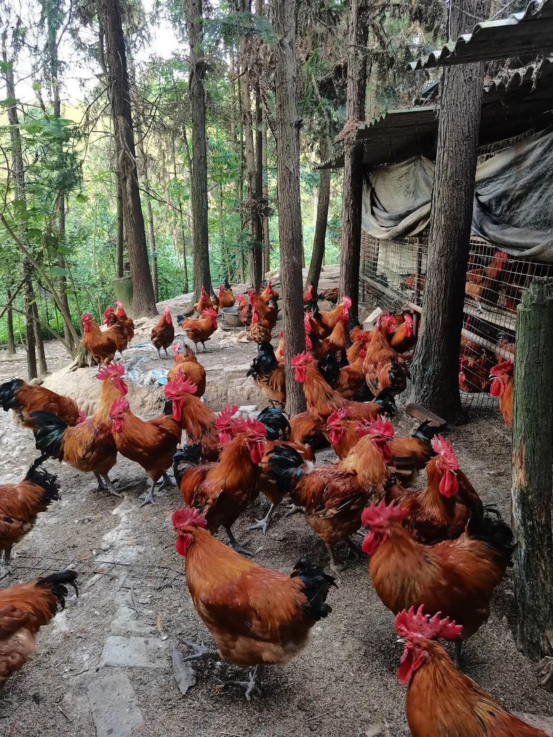 哪里能学到正宗的土鸡养殖技术？-图2