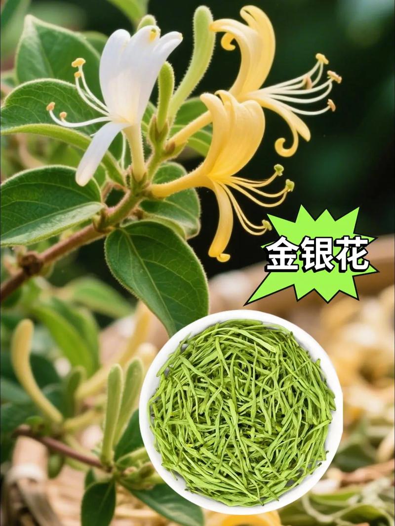 哪种金银花品种口感最佳?-图2 哪种金银花品种口感最佳?-图2