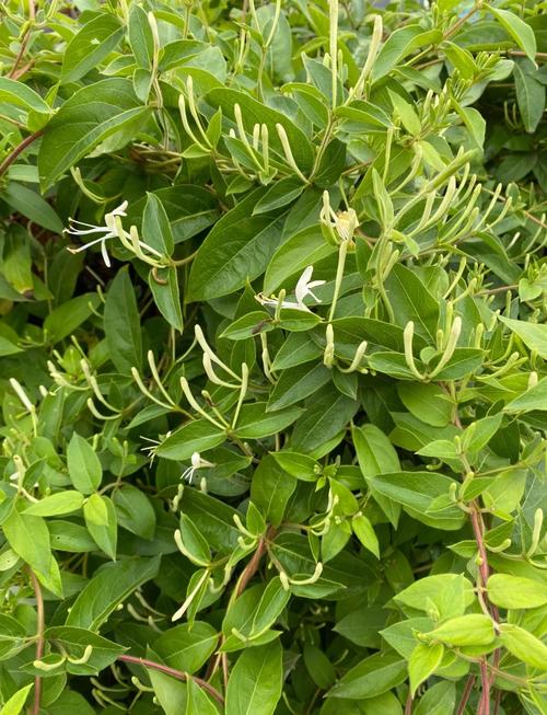 哪种金银花品种口感最佳?-图1 哪种金银花品种口感最佳?-图1