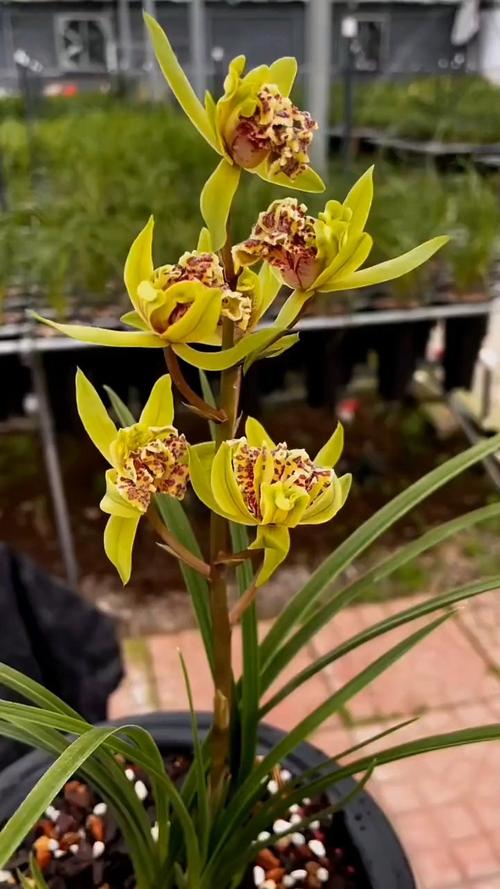 惠兰花是什么品种？价格贵吗？-图1