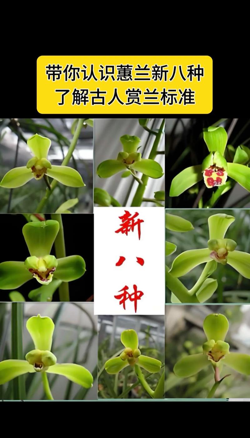 惠兰花是什么品种？价格贵吗？-图2