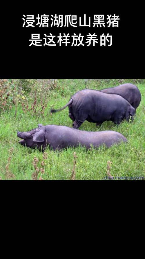 散养黑猪品种怎么选？-图1