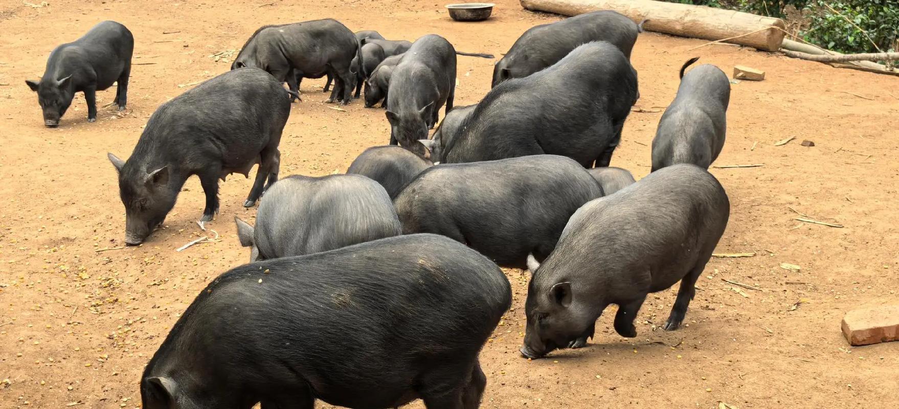 散养黑猪品种怎么选？-图2